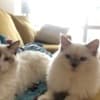 Ragdoll kittens for adoption photo 4