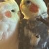 Hand Raised Baby Cockatiels photo 1