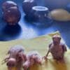 Hand Raised Baby Cockatiels photo 2