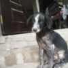 A puppy for adoption photo 1