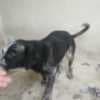 A puppy for adoption photo 2