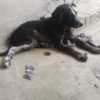 A puppy for adoption photo 3