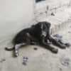 A puppy for adoption photo 4