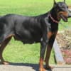 DOBERMAN PUPPIES AND ADULTS FOR SALE... photo 1