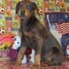 DOBERMAN PUPPIES AND ADULTS FOR SALE... photo 3