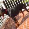 DOBERMAN PUPPIES AND ADULTS FOR SALE... photo 9