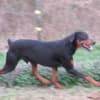DOBERMAN PUPPIES AND ADULTS FOR SALE... photo 11