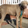 DOBERMAN PUPPIES AND ADULTS FOR SALE... photo 12
