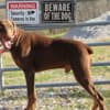 DOBERMAN PUPPIES AND ADULTS FOR SALE... photo 13