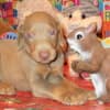 DOBERMAN PUPPIES AND ADULTS FOR SALE... photo 14