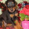 DOBERMAN PUPPIES AND ADULTS FOR SALE... photo 15