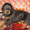 DOBERMAN PUPPIES AND ADULTS FOR SALE... photo 17