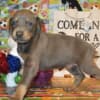 DOBERMAN PUPPIES AND ADULTS FOR SALE... photo 19
