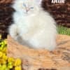 HYPOALLERGENIC SIBERIAN KITTEN FOR SALE photo 1