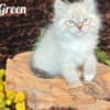HYPOALLERGENIC SIBERIAN KITTEN FOR SALE photo 2