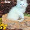 HYPOALLERGENIC SIBERIAN KITTEN FOR SALE photo 3
