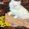 HYPOALLERGENIC SIBERIAN KITTEN FOR SALE photo 4