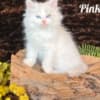 HYPOALLERGENIC SIBERIAN KITTEN FOR SALE photo 5