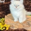 HYPOALLERGENIC SIBERIAN KITTEN FOR SALE photo 6
