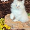 HYPOALLERGENIC SIBERIAN KITTEN FOR SALE photo 7