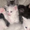 Maine Coon kittens photo 2