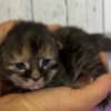 Maine Coon kittens photo 1