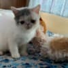 Exotic Shorthaired kittens photo 1