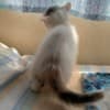 Exotic Shorthaired kittens photo 2