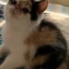 Exotic Shorthaired kittens photo 3