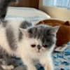 Exotic Shorthaired kittens photo 4