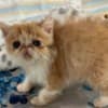 Exotic Shorthaired kittens photo 5