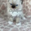 Lightfoot Ragdolls photo 1