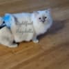 Lightfoot Ragdolls photo 2