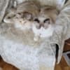 Lightfoot Ragdolls photo 3