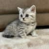 Scottish fold, straight kittens photo 1