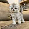 Scottish fold, straight kittens photo 2