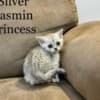 Scottish fold, straight kittens photo 3
