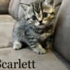 Scottish fold, straight kittens photo 4
