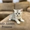 Scottish fold, straight kittens photo 5