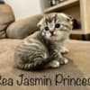 Scottish fold, straight kittens photo 6