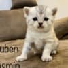 Scottish fold, straight kittens photo 7