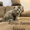 Scottish fold, straight kittens photo 8