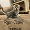 Scottish fold, straight kittens photo 9