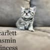 Scottish fold, straight kittens photo 10