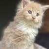 Mine coon with pedigree,  of cattary , European origin photo 2