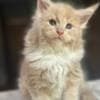 Mine coon with pedigree,  of cattary , European origin photo 1
