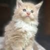 Mine coon with pedigree,  of cattary , European origin photo 3
