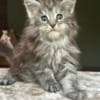 Mine coon with pedigree,  of cattary , European origin photo 4