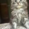 Mine coon with pedigree,  of cattary , European origin photo 5