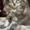 Mine coon with pedigree,  of cattary , European origin photo 6